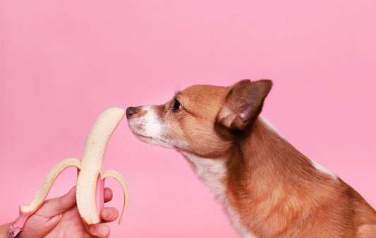 犬の餌1